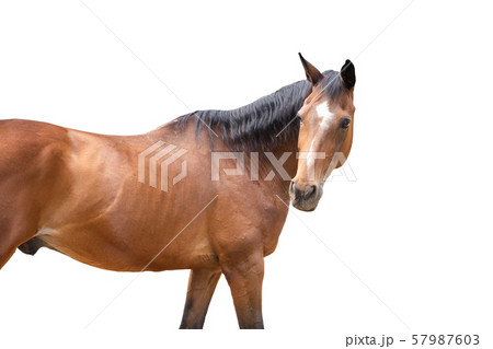 beautiful horse, racehorse, english racehorse beautiful horse, racehorse, english racehorse 57987603