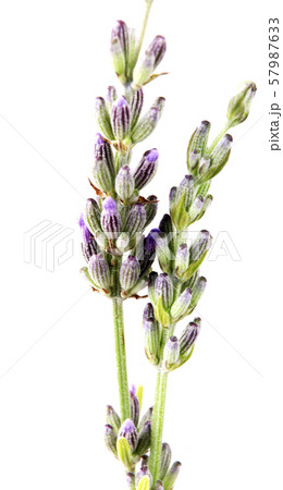 Close-Up Of Lavender Flower Against White Close-Up Of Lavender Flower Against White 57987633