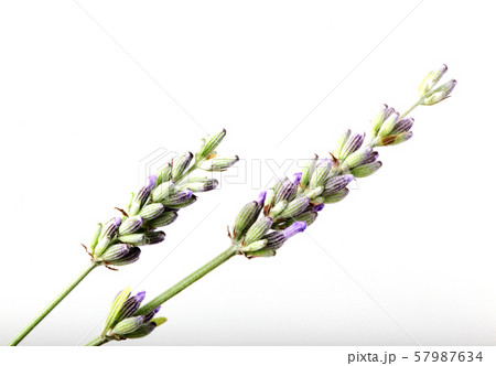 Close-Up Of Lavender Flower Against White Close-Up Of Lavender Flower Against White 57987634