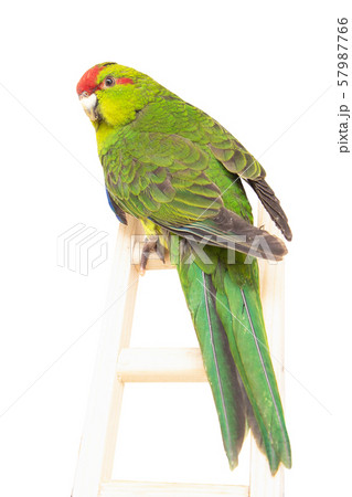 beautiful parrot, bird, beak, animal beautiful parrot, bird, beak, animal 57987766