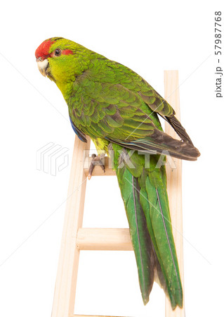 beautiful parrot, bird, beak, animal beautiful parrot, bird, beak, animal 57987768