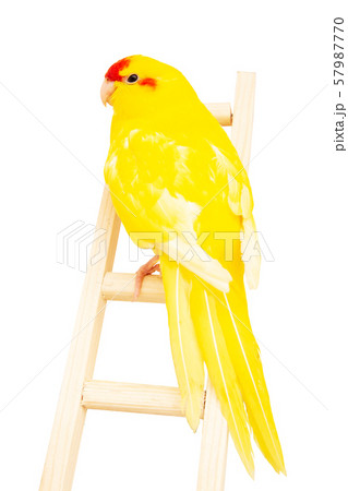 beautiful parrot, bird, beak, animal beautiful parrot, bird, beak, animal 57987770