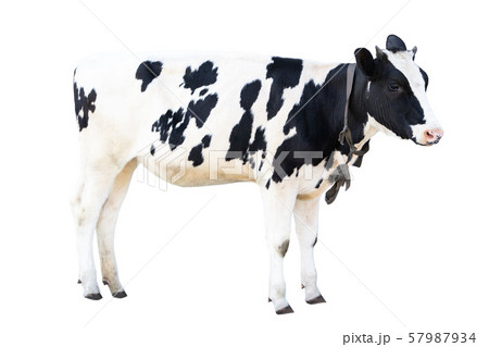 black and white cow on a white background farm animal, beautiful cow 57987934