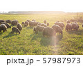flock of sheep grazes on the field, flock of sheep, beautiful animal, farming 57987973