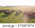 flock of sheep grazes on the field, flock of sheep, beautiful animal, farming 57987974