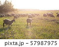 flock of sheep grazes on the field, flock of sheep, beautiful animal, farming 57987975