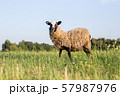 a sheep on a field, a sheep grazes in a meadow, a farm 57987976