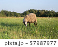 a sheep on a field, a sheep grazes in a meadow, a farm 57987977