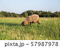 a sheep on a field, a sheep grazes in a meadow, a farm 57987978