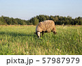 a sheep on a field, a sheep grazes in a meadow, a farm 57987979
