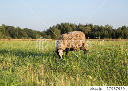 a sheep on a field, a sheep grazes in a meadow, a farm 57987979