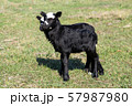 lambs on grass, black lambs, farm 57987980