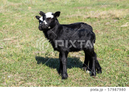 lambs on grass, black lambs, farm 57987980