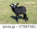 lambs on grass, black lambs, farm 57987981
