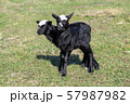lambs on grass, black lambs, farm 57987982