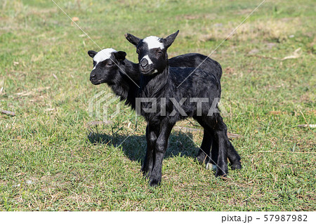 lambs on grass, black lambs, farm lambs on grass, black lambs, farm 57987982