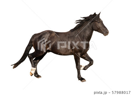 beautiful horse, Ukrainian riding horse, horse carved on a white beautiful horse, Ukrainian riding horse, horse carved on a white 57988017