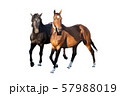 beautiful horses, racehorse, English racehorse, Ukrainian riding 57988019