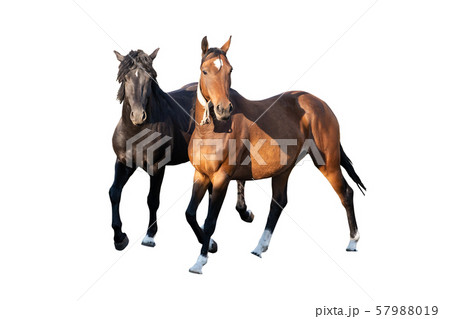 beautiful horses, racehorse, English racehorse, Ukrainian riding beautiful horses, racehorse, English racehorse, Ukrainian riding 57988019