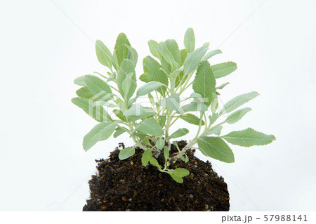 ホワイトセイジ 57988141