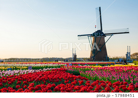 佐倉ふるさと広場 満開のチューリップと風車 （千葉県佐倉市） 2019年4月 57988451