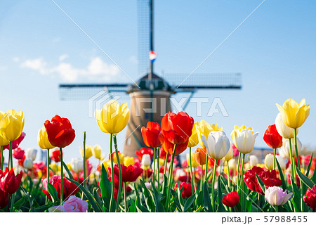 満開のチューリップと風車 （千葉県佐倉市 佐倉ふるさと広場） 2019年4月 57988455