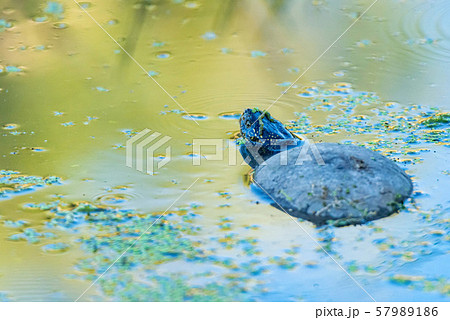 European pond turtle or Emys orbicularis in pond 57989186