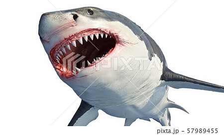 White shark marine predator 57989455