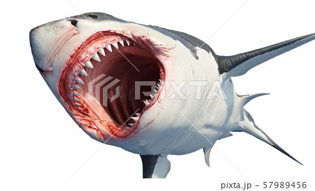 White shark marine predator 57989456