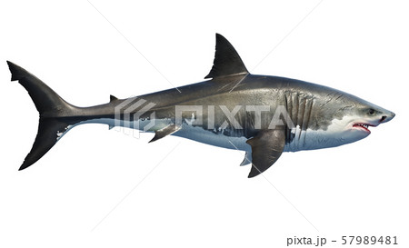 White shark marine predator big, side view 57989481