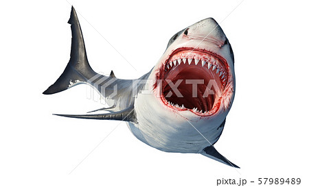 White shark marine big predator 57989489