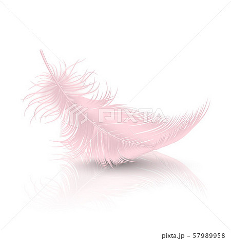 Vector 3d Realistic Falling Pink Flamingo Fluffy Twirled Feather with Reflection Closeup Isolated on Vector 3d Realistic Falling Pink Flamingo Fluffy Twirled Feather with Reflection Closeup Isolated on 57989958