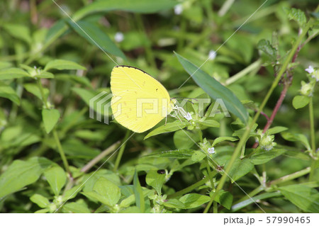 キタキチョウ キタキチョウ 57990465