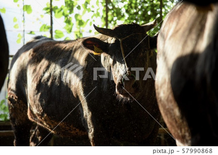 牛 cow 57990868