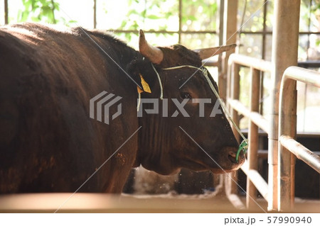 牛 ウシ cow 57990940