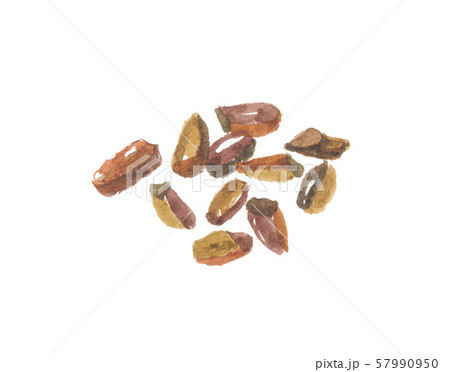 エビスグサ ケツメイシ エビスグサ ケツメイシ 57990950