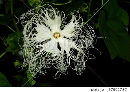 自然 植物 カラスウリ 夕方咲いて朝にはしぼむ一夜花 虫刺されや早起きが苦手な人は見られませんの写真素材
