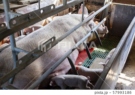 子豚 子豚 57993186