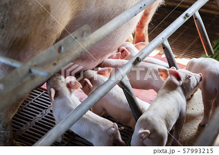 子豚 子豚 57993215