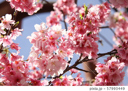 冬のサンパウロに咲く桜の花 冬のサンパウロに咲く桜の花 57993449