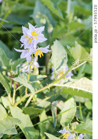 ワルナスビ 57993520