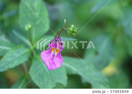 紫釣船(ツリフネソウ)咲き始め 紫釣船(ツリフネソウ)咲き始め 57993849