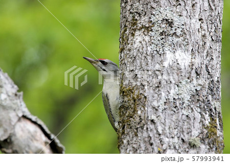 ヤマゲラ(オス) ヤマゲラ(オス) 57993941