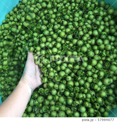 fresh and ripe ebony fruit the Thai native silk or fresh and ripe ebony fruit the Thai native silk or 57994077