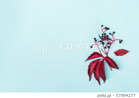 Sprig of red wild grapes on blue background. 57994277