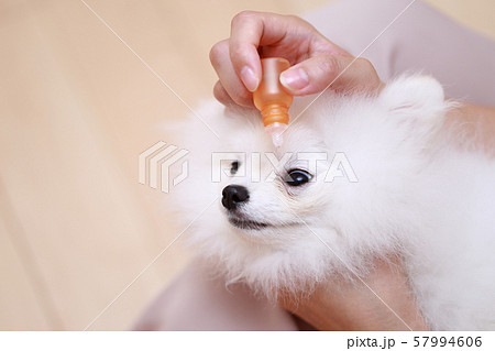 ポメラニアン 目薬薬 (猿期 犬 ドッグ イヌ 生物 動物 血統書 仔犬 子供 ホワイト 白 子供) 57994606