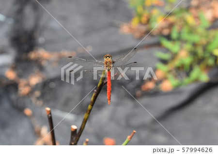 アキアカネ 57994626