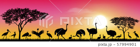 Birds of the African savannah Birds of the African savannah 57994901