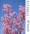 さくら 57995174