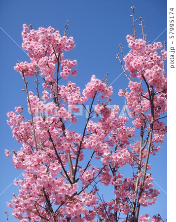さくら 57995174